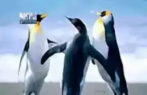 Apartamento à venda em Maringá, Zona 07, com 2 quartos, com 360 m², Condomínio Fotos